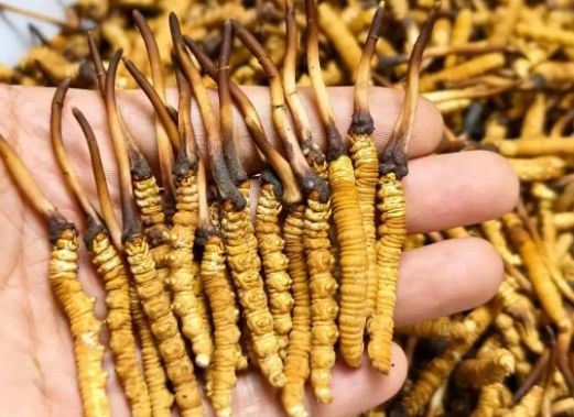 <a href=http://www.cw298.com/sdph/zcw/ target=_blank class=infotextkey>珍草王冬蟲夏草</a>是真的嗎？