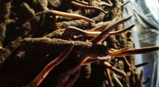 <a href=http://www.cw298.com/xinxian/ target=_blank class=infotextkey>新<a href=http://www.cw298.com/xinxian/ target=_blank class=infotextkey>鮮冬蟲夏草</a></a>的多種食用方法