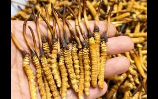 珍峰冬蟲(chóng)夏草哪里買