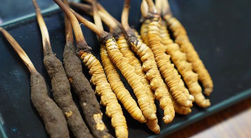 新鮮<a href=http://www.cw298.com/jiage/ target=_blank class=infotextkey>冬蟲夏草價格</a>查詢