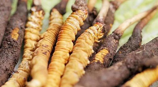 <a href=http://www.cw298.com/xinxian/ target=_blank class=infotextkey>新<a href=http://www.cw298.com/xinxian/ target=_blank class=infotextkey>鮮冬蟲夏草</a></a>怎么洗 