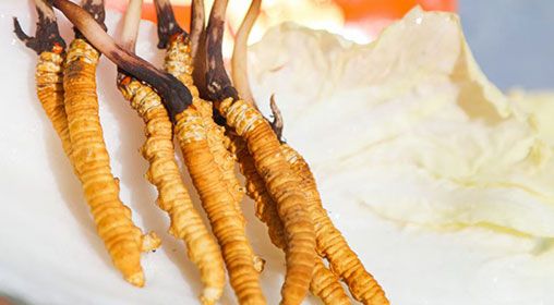 <a href=http://www.cw298.com/xinxian/ target=_blank class=infotextkey>新<a href=http://www.cw298.com/xinxian/ target=_blank class=infotextkey>鮮冬蟲夏草</a></a>燉燕窩