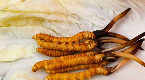 那曲雪域<a href=http://www.cw298.com/xinxian/ target=_blank class=infotextkey>新<a href=http://www.cw298.com/xinxian/ target=_blank class=infotextkey>鮮冬蟲夏草</a></a>