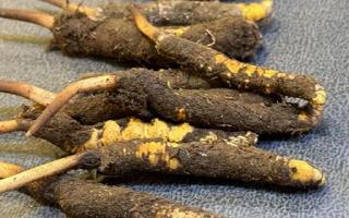 新鮮冬蟲夏草壞了：原因、識別與應(yīng)對策略