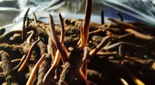 <a href=http://www.cw298.com/xinxian/ target=_blank class=infotextkey>新<a href=http://www.cw298.com/xinxian/ target=_blank class=infotextkey>鮮冬蟲夏草</a></a>排骨湯  