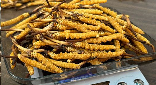 <a href=http://www.cw298.com/s/brxcc target=_blank class=infotextkey>比如縣冬蟲夏草</a>新鮮度