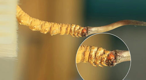 冬蟲夏草新鮮好嗎？解密新鮮蟲草的獨(dú)特價(jià)值