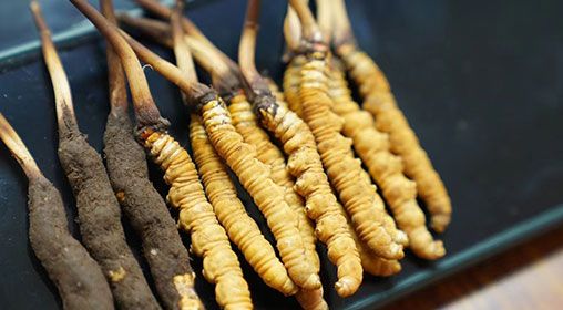 魚翅與<a href=http://www.cw298.com/xinxian/ target=_blank class=infotextkey>新<a href=http://www.cw298.com/xinxian/ target=_blank class=infotextkey>鮮冬蟲夏草</a></a>