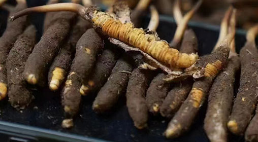 新鮮冬蟲夏草發(fā)貨