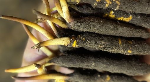 <a href=http://www.cw298.com/xinxian/ target=_blank class=infotextkey>新<a href=http://www.cw298.com/xinxian/ target=_blank class=infotextkey>鮮冬蟲夏草</a></a>晾曬