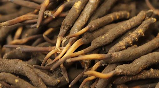 <a href=http://www.cw298.com/xinxian/ target=_blank class=infotextkey>新<a href=http://www.cw298.com/xinxian/ target=_blank class=infotextkey>鮮冬蟲夏草</a></a>品質(zhì)