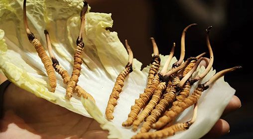 冷藏<a href=http://www.cw298.com/xinxian/ target=_blank class=infotextkey>新<a href=http://www.cw298.com/xinxian/ target=_blank class=infotextkey>鮮冬蟲夏草</a></a>   