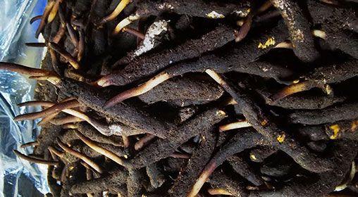 <a href=http://www.cw298.com/xinxian/ target=_blank class=infotextkey>新<a href=http://www.cw298.com/xinxian/ target=_blank class=infotextkey>鮮冬蟲夏草</a></a>產(chǎn)地