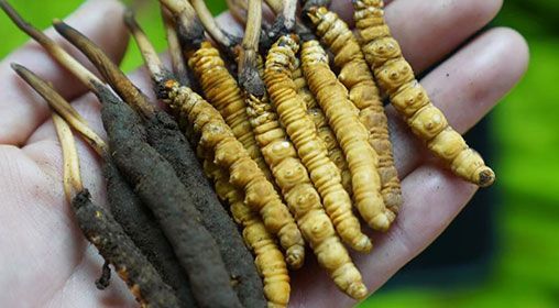 <a href=http://www.cw298.com/xinxian/ target=_blank class=infotextkey>新<a href=http://www.cw298.com/xinxian/ target=_blank class=infotextkey>鮮冬蟲夏草</a></a>服用