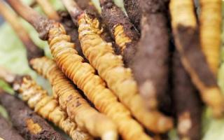 如何鑒別真假蟲草？教你幾招！