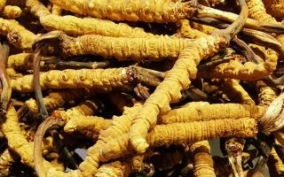 冬蟲夏草是什么味道？揭秘“軟黃金”的獨(dú)特風(fēng)味