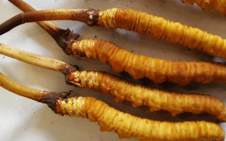 冬蟲夏草泡酒最佳配方：滋補養(yǎng)生，強身健體