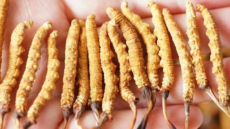 冬蟲(chóng)夏草：自然界的陰陽(yáng)調(diào)和大師