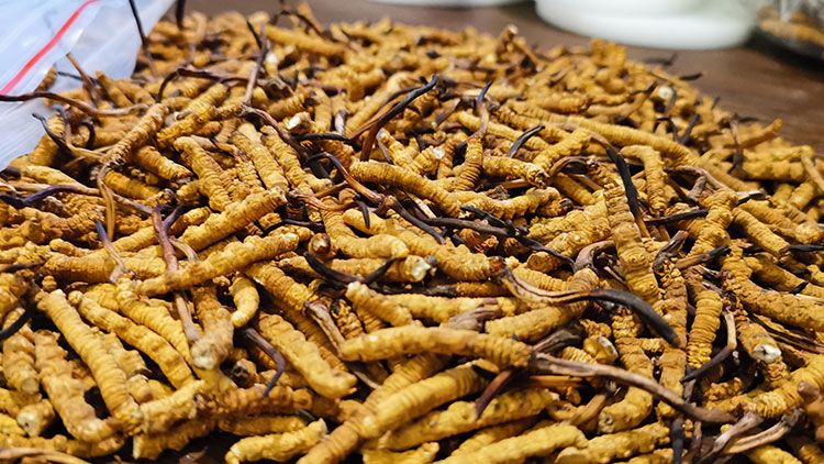 深圳<a href=http://www.cw298.com/zhengce/ target=_blank class=infotextkey>冬蟲夏草交易</a>市場：南中國蟲草貿(mào)易的黃金樞紐