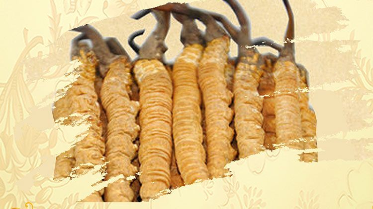 冬蟲夏草御寒效果好嗎？科學(xué)解讀其抗寒機(jī)制