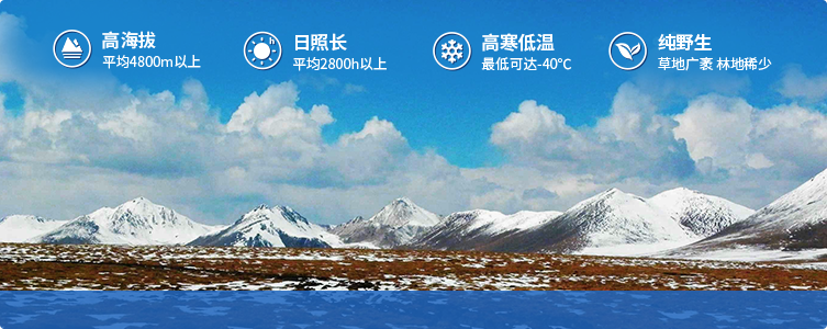 為什么說(shuō)西藏那曲的冬蟲(chóng)夏草，是品質(zhì)最好的蟲(chóng)草！