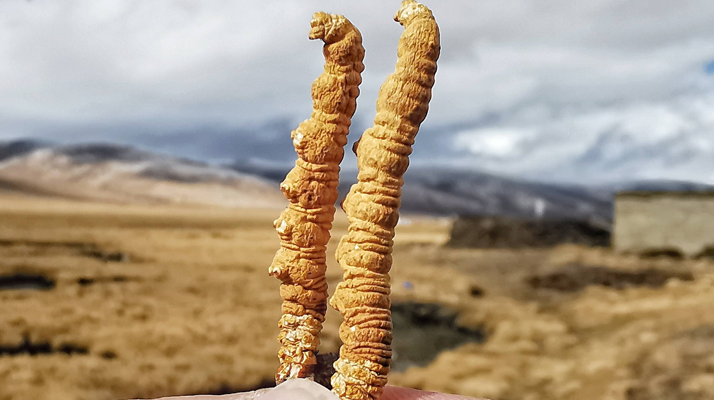 全球<a href=http://www.cw298.com/ target=_blank class=infotextkey>冬蟲(chóng)夏草</a>核心產(chǎn)地分布圖鑒(2024最新版)