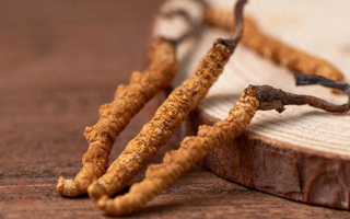 冬蟲夏草對鼻炎的緩解作用：科學(xué)解析與使用指南