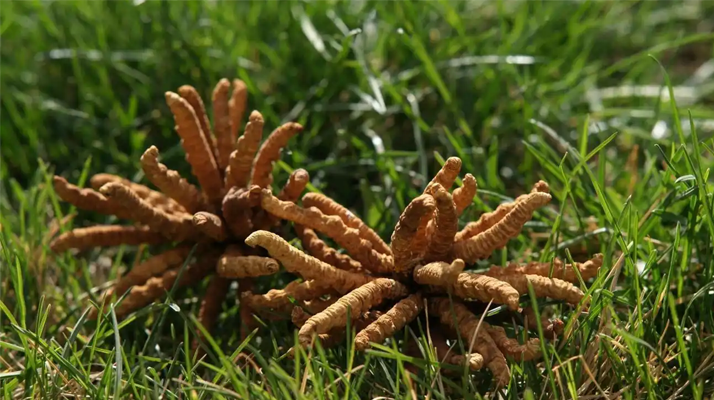 回收<a href=http://www.cw298.com/jiage/ target=_blank class=infotextkey>冬蟲夏草多少錢</a>