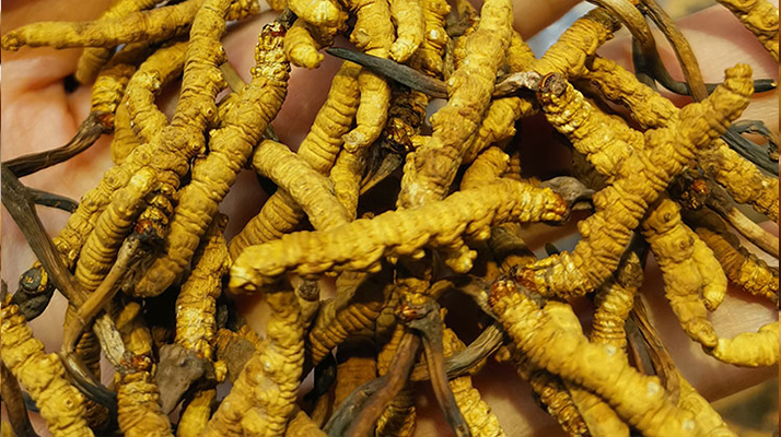 冬蟲(chóng)夏草對(duì)寶媽有好處嗎