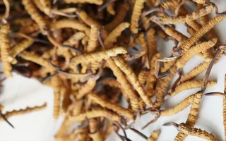 冬蟲夏草產(chǎn)地都有哪些