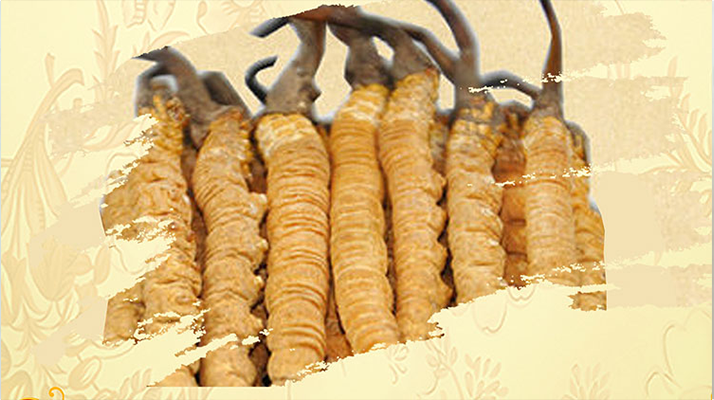 冬蟲夏草磨成粉放多久