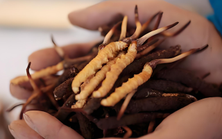 鮮冬蟲(chóng)夏草哪里產(chǎn)地好