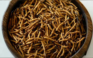 冬蟲(chóng)夏草真?zhèn)伪鎰e全攻略：五招識(shí)破 “李鬼”