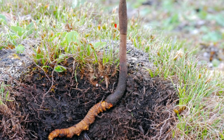 蟲與草的共生密碼：冬蟲夏草的雙重身份剖析