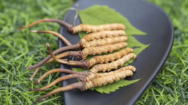 <a href=http://www.cw298.com/xinxian/ target=_blank class=infotextkey>鮮冬蟲夏草價(jià)格</a>揭秘:一根究竟值多少錢?