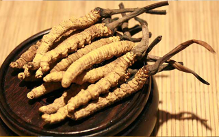 冬蟲(chóng)夏草真?zhèn)伪鎰e全指南：5 招識(shí)破造假陷阱