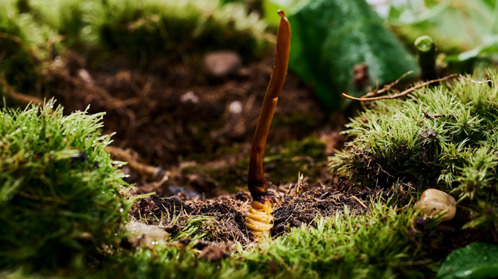 探秘 2024 年野生<a href=http://www.cw298.com/xinxian/ target=_blank class=infotextkey>新<a href=http://www.cw298.com/xinxian/ target=_blank class=infotextkey>鮮冬蟲夏草</a></a>