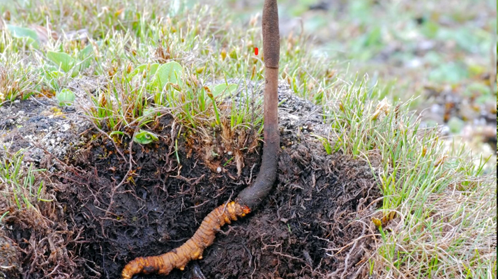 新鮮冬蟲夏草辨別指南：四招識(shí)破真?zhèn)蝺?yōu)劣