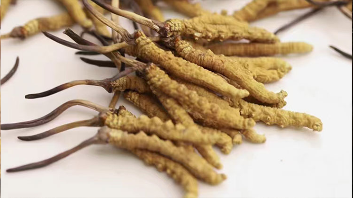 水溫決定營養(yǎng)！冬蟲夏草鮮草泡水溫度全解析?