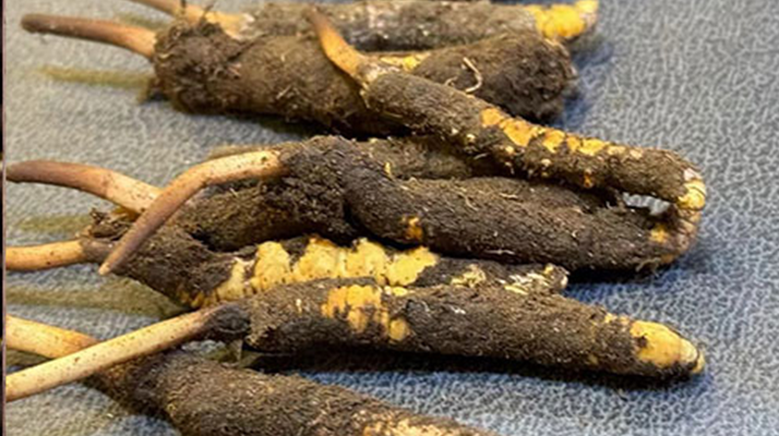 冬蟲(chóng)夏草鮮草怎么吃？科學(xué)用量指南