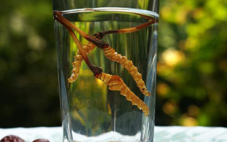 鮮冬蟲夏草怎么泡好吃？這些配方讓滋補(bǔ)更有滋味