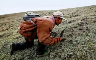 西藏冬蟲夏草最大產(chǎn)地：那曲，自然饋贈(zèng)的珍寶之地