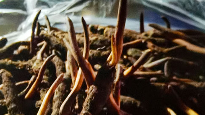 吃鮮的冬蟲夏草會(huì)上火嗎？一文說(shuō)清