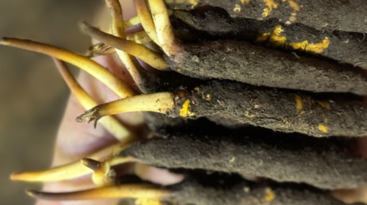 10 支裝<a href=http://www.cw298.com/xinxian/ target=_blank class=infotextkey>鮮冬蟲夏草價格</a>分析