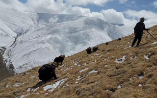 采挖新鮮冬蟲夏草合法嗎？