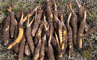 19歲能吃鮮冬蟲夏草嗎？