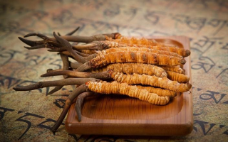 冬蟲(chóng)夏草新鮮價(jià)格探秘：每克多少錢？