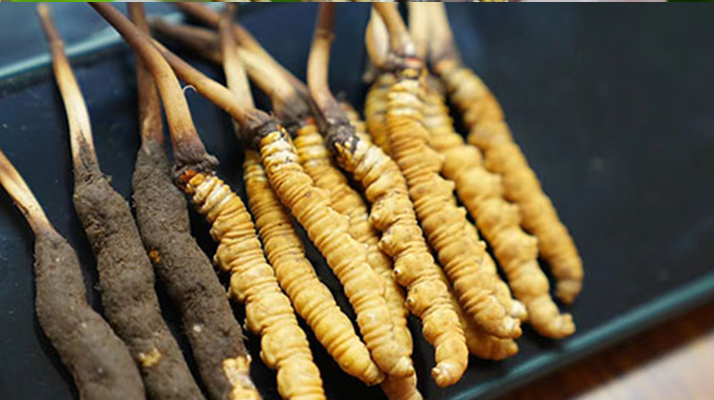 冬蟲夏草鮮草吃多久？科學食用周期與效果解析
