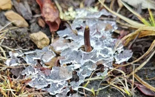 冬蟲(chóng)夏草可以鮮的吃嗎