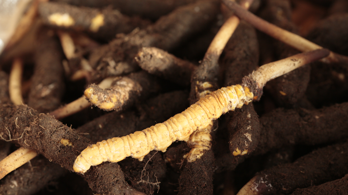 吃鮮冬蟲夏草會(huì)便秘嗎？